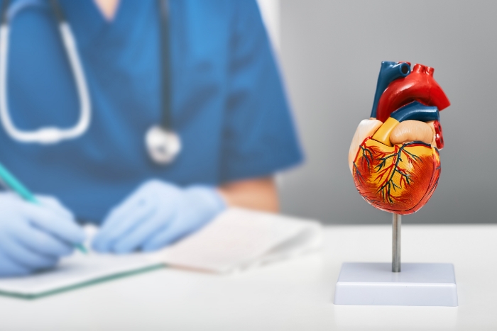 Modell eines Herzens steht vor dem Arzt auf dem Schreibtisch